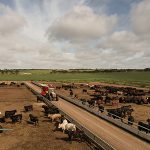 Cattle Farm Tractor For Feeding