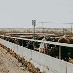 Cows Feeding in Western Australia
