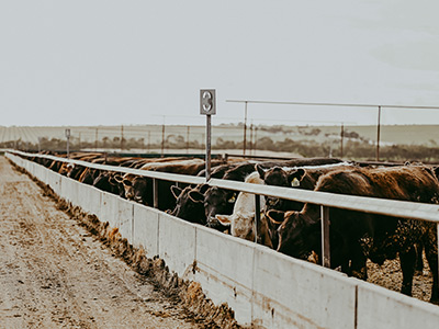 Cows Feeding in Western Australia
